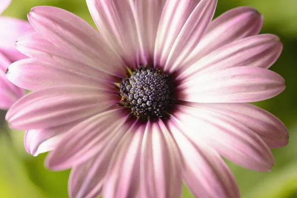 Purple daisy macro — Stock Photo, Image