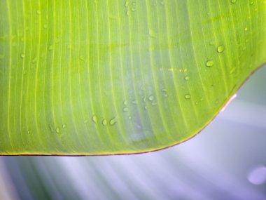 muz yaprağı arka plan