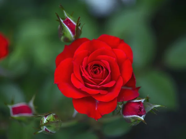 Rosas vermelhas — Fotografia de Stock