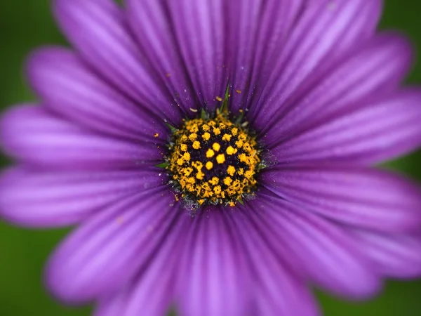 Фиолетовая маргаритка — стоковое фото