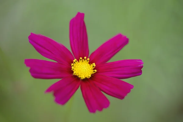 Red flower isolated — Stock Photo, Image