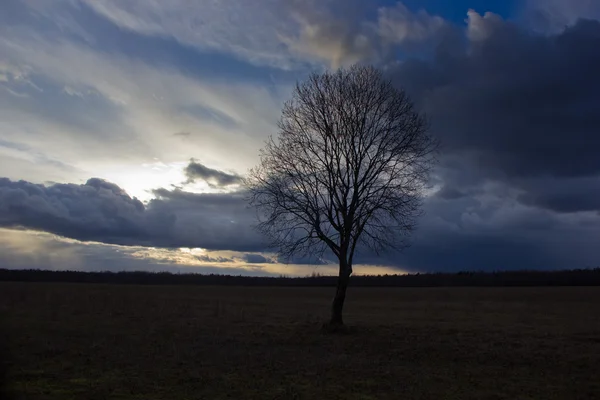 Osamělý strom při západu slunce — Stock fotografie