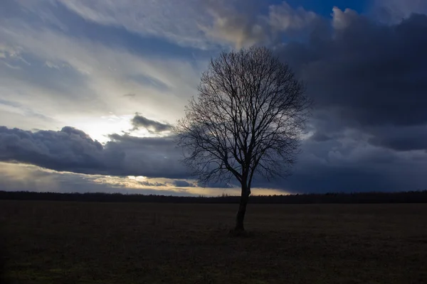 Árvore solitária ao pôr do sol — Fotografia de Stock