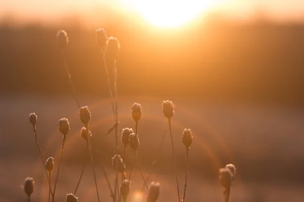 Flores silvestres del año pasado al amanecer — Foto de Stock