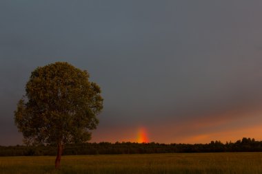 Yalnız ağaç bir yıldızlı gece, Novgorod oblast, Rusya Federasyonu