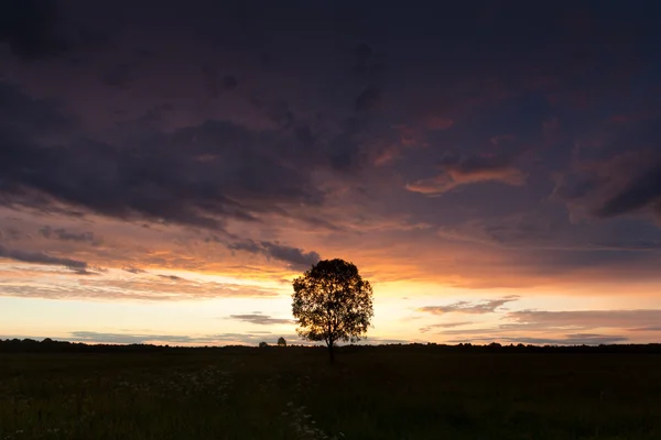 Einsamer Baum in sternenklarer Nacht, Oblast Nowgorod, Russland — Stockfoto