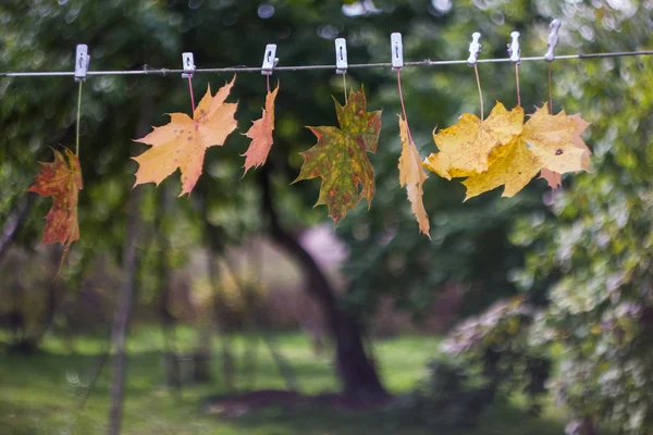 Yellow maple leaves — Stock Photo, Image