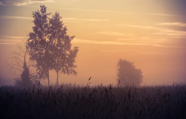 Einsamer Baum in sternenklarer Nacht, Oblast Nowgorod, Russland — Stockfoto