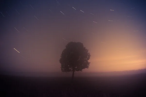 Árbol solitario sobre un fondo del cielo — Foto de Stock