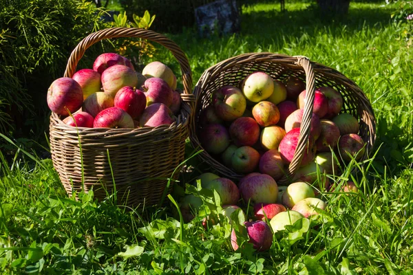 Cesta com maçãs vermelhas — Fotografia de Stock