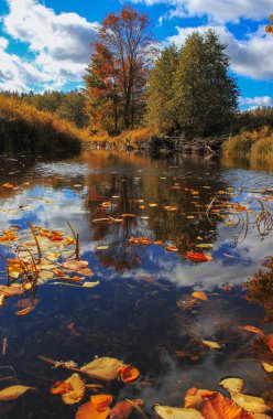 Golden autumn on the river Luga, Novgorod oblast, Russia clipart