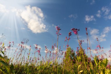 Rusya, doğası ormandaki bahar
