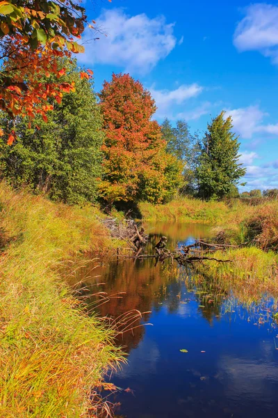 Goldener Herbst am Fluss luga, Oblast Novgorod, Russland — Stockfoto