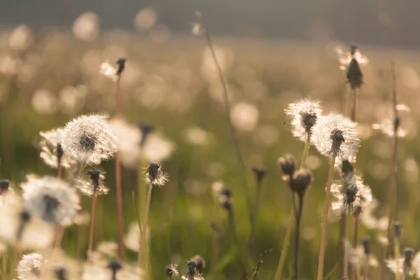 Diente de león al atardecer — Foto de Stock