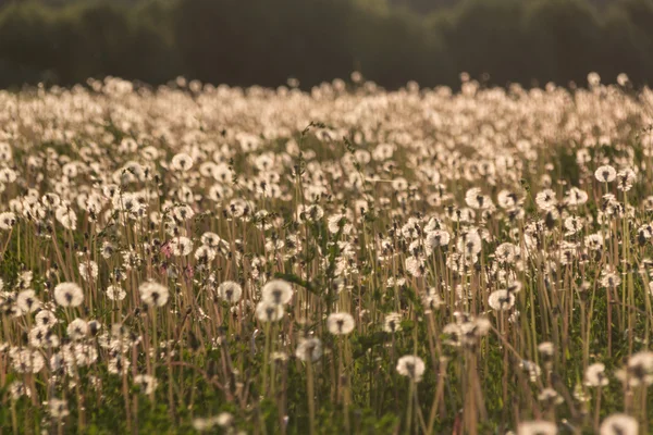 Diente de león al atardecer — Foto de Stock