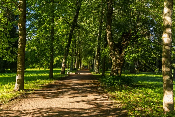 Alley in Pavlovsk park, St. Petersburg, Rusland — Stockfoto