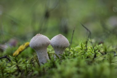 sonbahar ormanda yürümek. mantar sezonu
