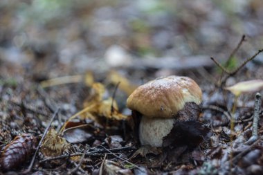 sonbahar ormanda yürümek. mantar sezonu