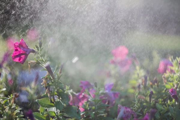 Kwietnik na wschód, różowe kwiaty i krople deszczu — Zdjęcie stockowe
