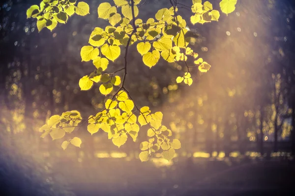 Folhas verdes nos raios do sol poente — Fotografia de Stock