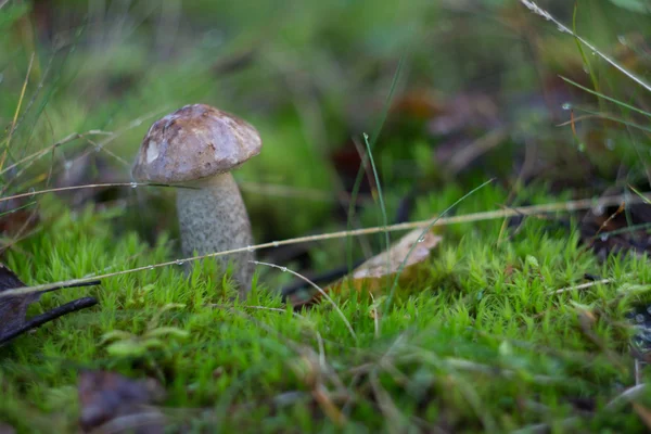 Passeggiata nella foresta autunnale. stagione dei funghi — Foto Stock