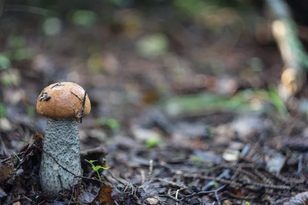 Passeggiata nella foresta autunnale. stagione dei funghi — Foto Stock
