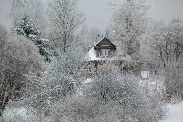 Invierno Campo Ruso Región Leningrado Rusia — Foto de Stock