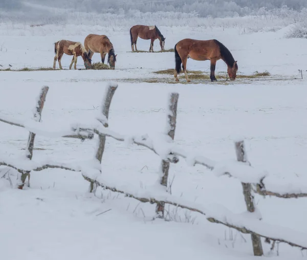 Winter Auf Einem Bauernhof Einem Russischen Dorf Gebiet Leningrad Russland Stockbild