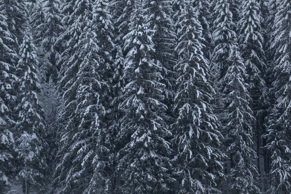 Grands Sapins Sur Rive Rivière Photo De Stock