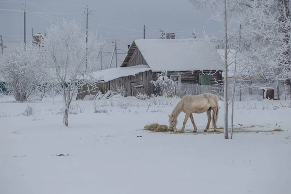 Zima Farmie Rosyjskiej Wiosce Leningradzki Region Rosja Zdjęcia Stockowe bez tantiem