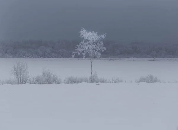 Ein Einsamer Baum Einem Verschneiten Feld Gebiet Leningrad Russland lizenzfreie Stockfotos