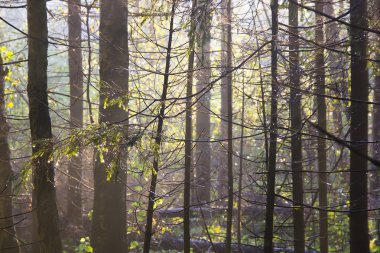 Orman gün batımında, Rusya Federasyonu