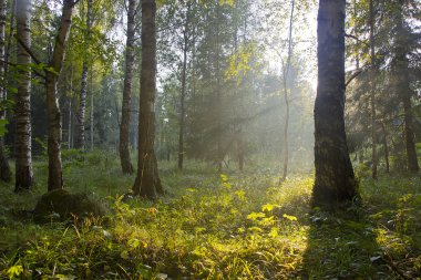 Orman gün batımında, Rusya Federasyonu