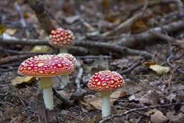 Amanita