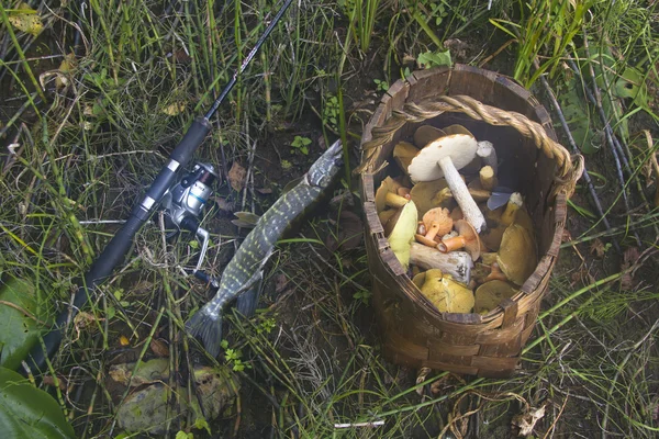 De geschenken van de natuur — Stockfoto