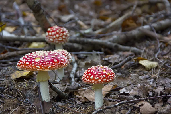 Amanita — Foto Stock