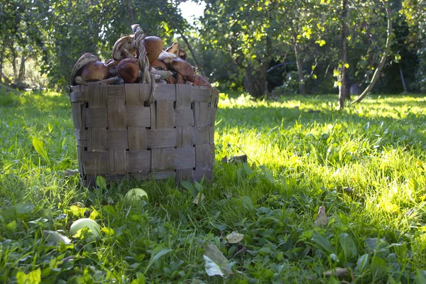 De mand van paddestoelen — Stockfoto