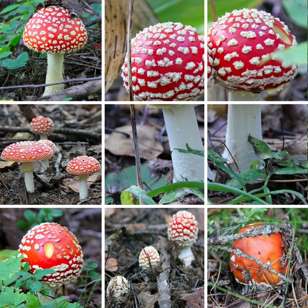 Amanita — Foto Stock