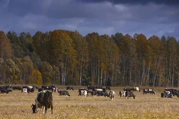 Eine Herde Kühe, Russland — Stockfoto