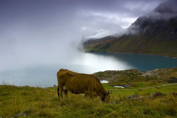 Alpenweiden — Stockfoto