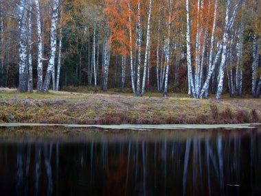 sonbahar park, st. petersburg, Rusya Federasyonu