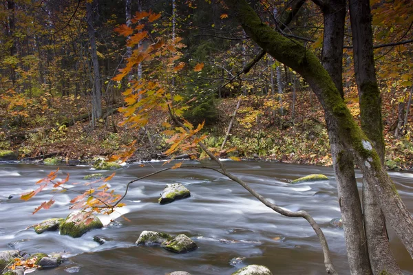 Glandulosa grove , Leningrad region, Russia — Stock Photo, Image