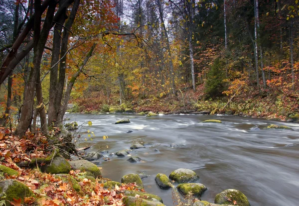 Glandulosa grove , Leningrad region, Russia — Stock Photo, Image