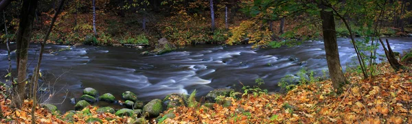 Žláznatá grove, Leningradská oblast, Rusko — Stock fotografie