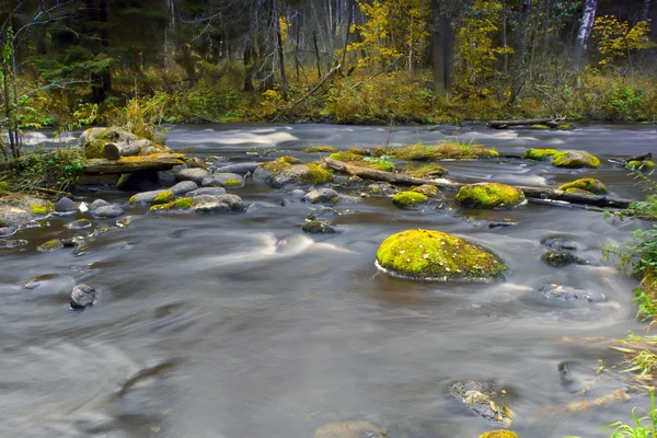 Forest river, Rusland — Stockfoto