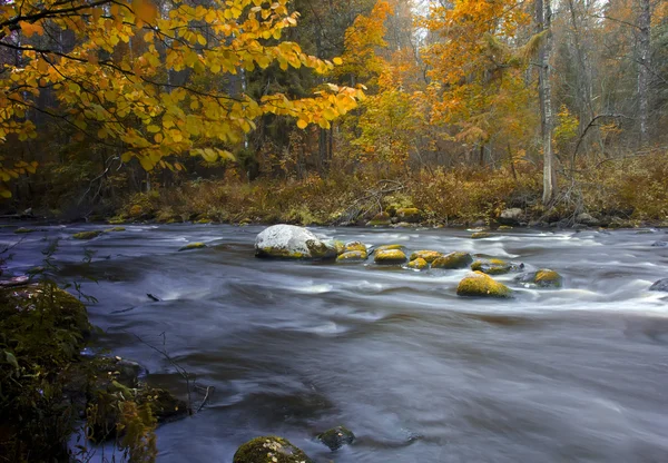 Forest river, Rusland — Stockfoto