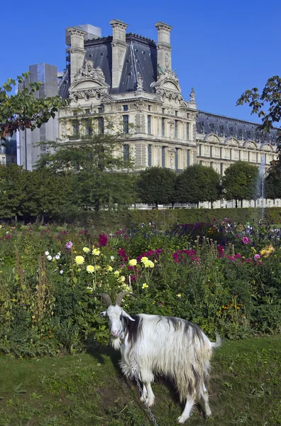 La capra e il Louvre, Parigi, Francia — Foto Stock