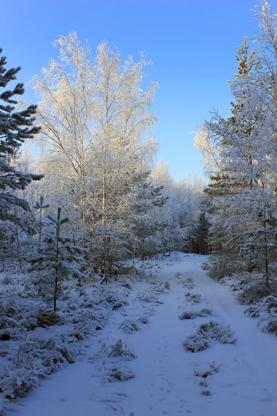 Winter forest, Russia Royalty Free Stock Photos