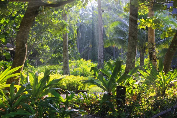 Tropical jungle, Thailand — Stock Photo, Image