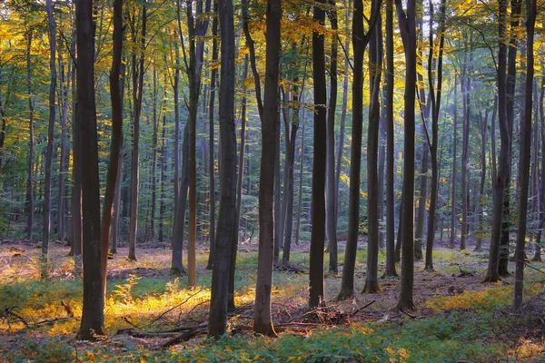 Ochtend in de bladverliezende wouden — Stockfoto
